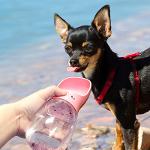 Wasserspender für kleine Hunde und Katzen 350 ml