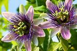 Passiflora(Passionsblume)-Extrakt [Passion Flower Extract]