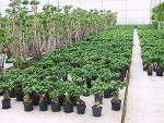 Zimmerpflanzen in Erde in Premiumqualität
