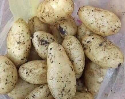 Frische Kartoffeln