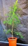 Heilpflanze Echter Teebaum / Melaleuca alternifolia