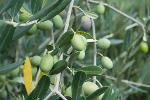 Olive Blatt Pulverextrakt 4:1; Olive Blatt Pulverextrakt 15:1; Olive Blatt