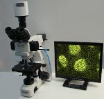 Di-Li 1032 LED-Fluoreszenzmikroskop mit spezial Kamera +  Monitor
