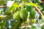 Echte Guave Pulverextrakt 4% Zink; Echte Guave Pulverextrakt 5mg/100g Lycopin,