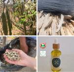 Moringa-Öl Bio, nicht zertifiziert