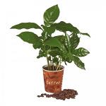 Espresso Kaffeepflanze