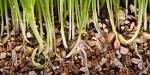 Vermiculite für die Pflanzenzucht und Saatveredlung