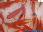 Goldfisch/Shubunkin-10er-Mix-Carassius auratus sp.-bunt 8cm