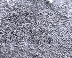 ipCELLCULTURE™ Track-Etched Membran-Filter