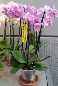 Wöchentliches Orchideen-Abo