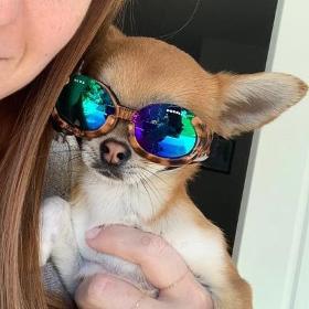 Hunde-Sonnenbrillen in vielen Designs und Farben