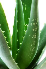 ALPHA ALOE® Konzentrat Pulver 301, Aloe barbadensis 200:1, sprühgetr. / spray dried