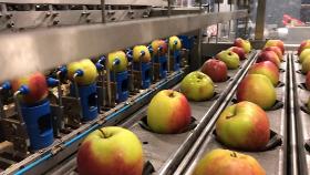 Getrocknete Äpfel in konventioneller und Bio Qualität