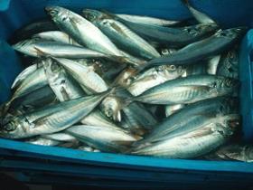 Gefrorene Fischprodukte