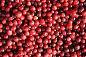 BIO Cranberry Pulver; Cranberry Pulver; Cranberry Pulverextrakt 25% Proanthocyan