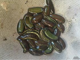 Live Leeches for Sale