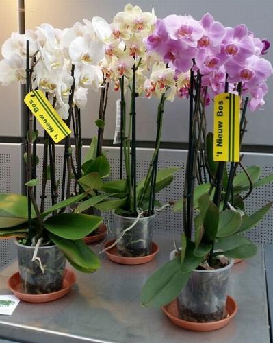 2-Wöchiges Orchideen-Abo
