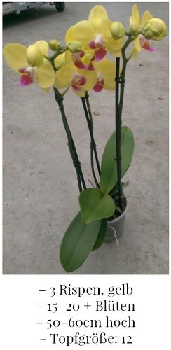 Phalaenopsis gelb, mindestens 15 Blüten
