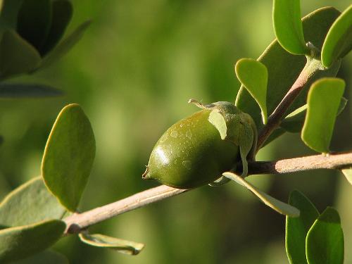 Jojoba (Simmondsia chinensis)