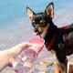 Wasserspender für kleine Hunde und Katzen 350 ml (MICHAELA DE BETTIN PADOLIN, SHOP4LITTLEDOGS)