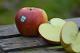 Frisches Obst, Äpfel, Birnen, Kirschen, Zwetschgen, Mirabellen - REGIONAL aus dem Alten Land (HERMANN EHLERS OBSTVERSAND, INHABER RALF EHLERS E.K)