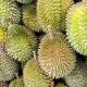 Durian / Kotzfrucht (FRUCHTPÄCKCHEN)