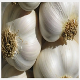 White Garlic (GHS TRADING GMBH)