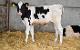Schwangere niederländische und deutsche Holsteiner Färsenküh (WANGA FARM)