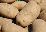 Kartoffeln vorw. festkochend 5-kg-Netz / Sorte Marabel