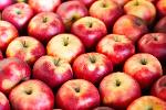 Altländer Äpfel, bis zu 30 Sorten