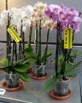 2-Wöchiges Orchideen-Abo