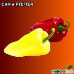 Capia Pfeffer