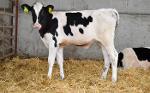 Schwangere niederländische und deutsche Holsteiner Färsenküh
