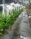 Bio Bananen Ecuador