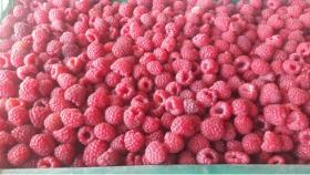 Tk Himbeeren - frozen raspberry