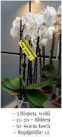 Phalaenopsis weiß, mindestens 15 Blüten
