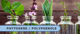 Phytogene und Polyphenole