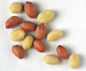 Ovale Erdnüsse - Bold aus Indien