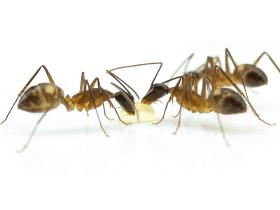 lebende Ameisen - Ameisenkolonien